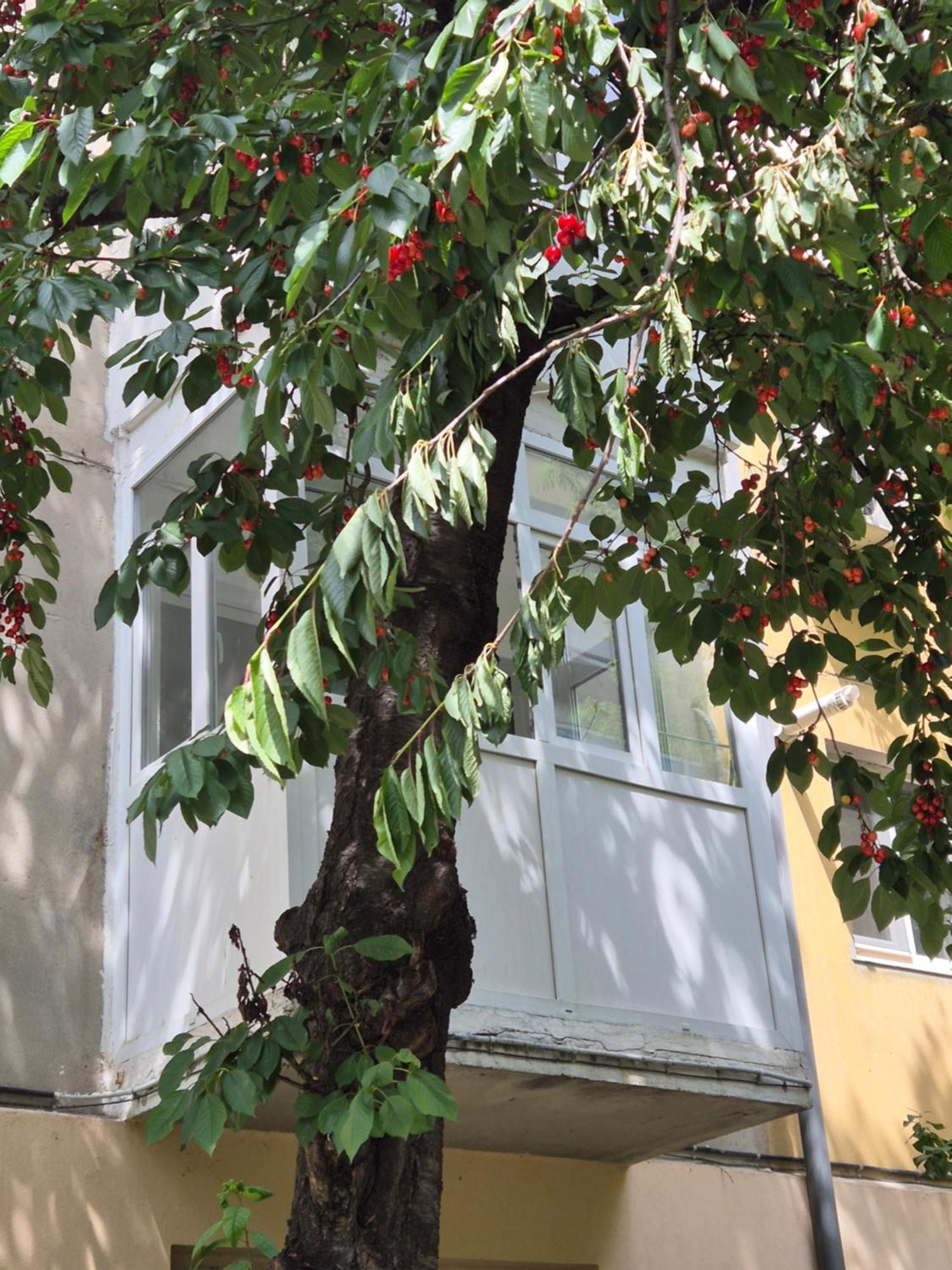 Apartament Rovine Craiova Exterior foto